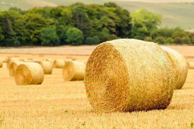 cattle feed forage