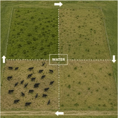 cattle water consumption grazing