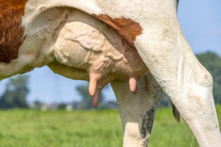 cattle-mastitis 2