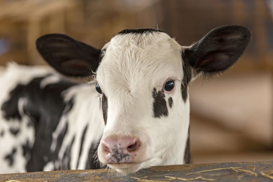 cattle-reproduction-calf