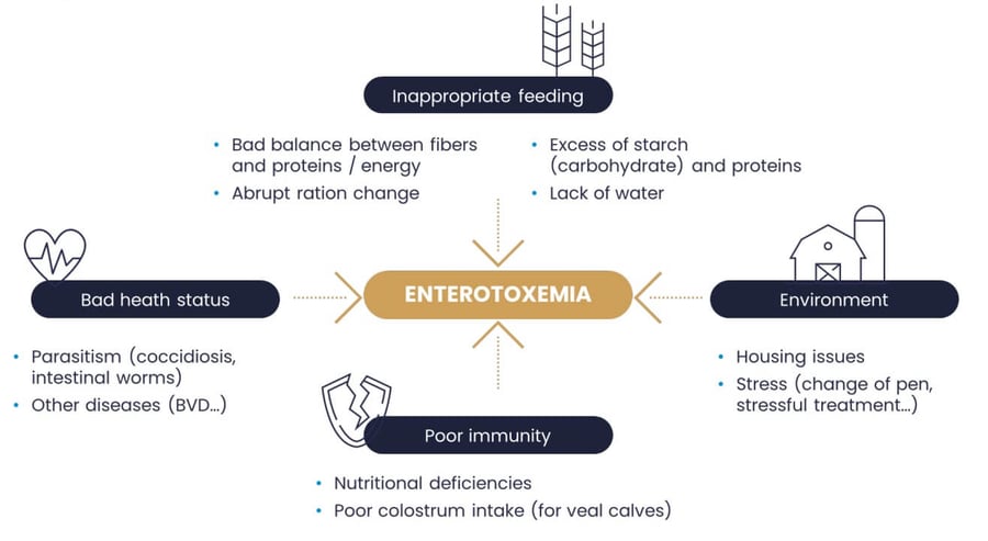 causes of enterotoxemia
