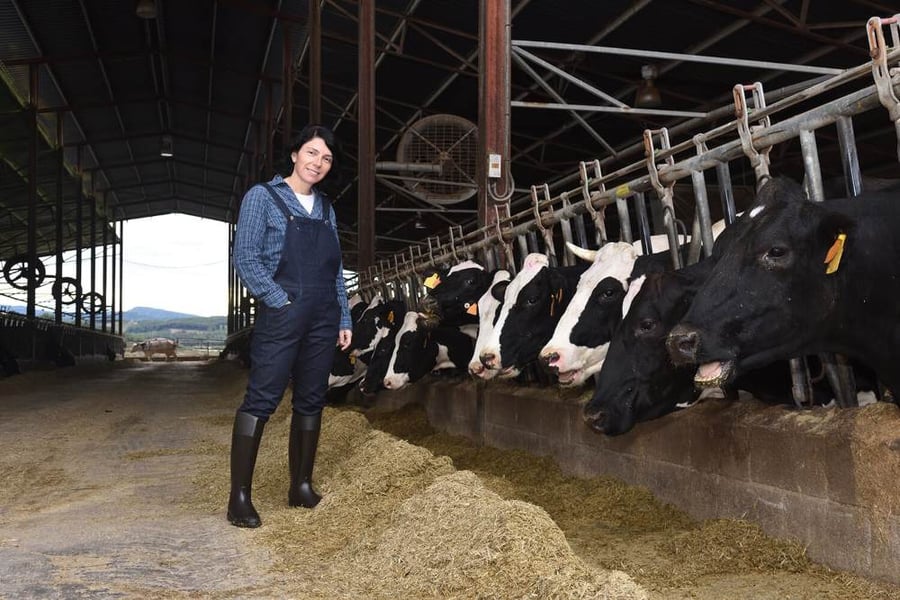 comederos de vacas en granja de leche.