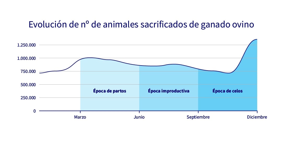 grafico evolución del ganado  ovino sacrificados 