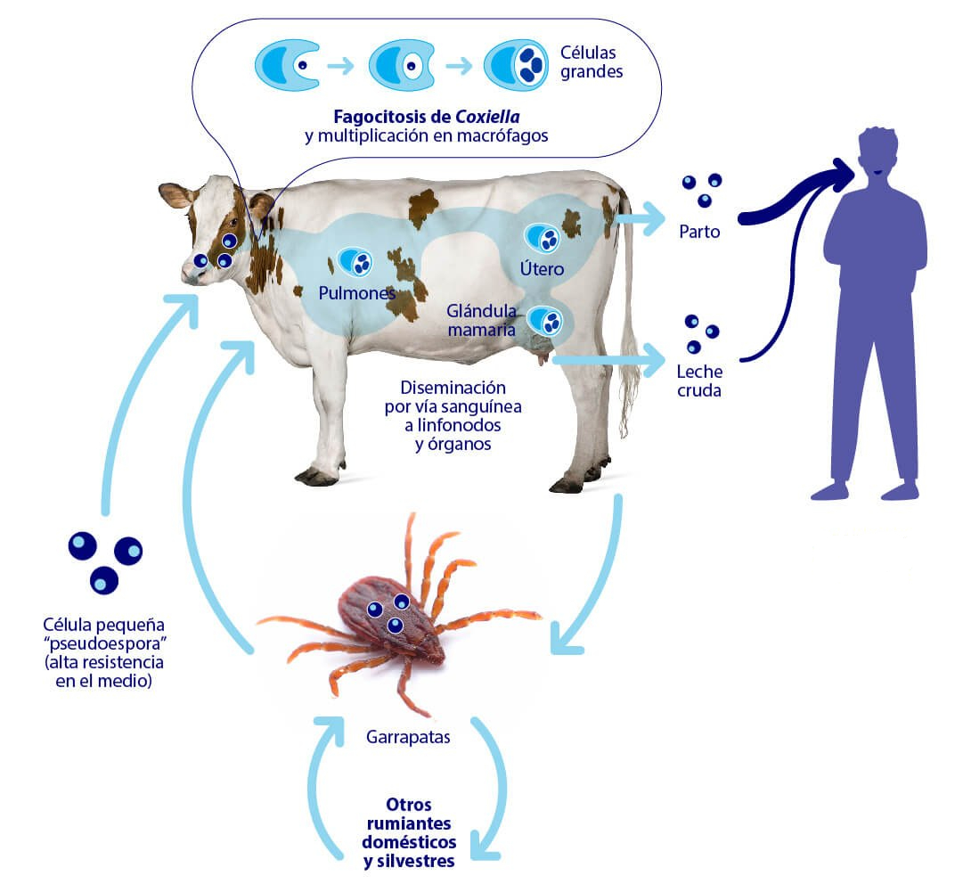 ciclo de Coxiella burnetii causante de fiebre Q en el ganado, las garrapatas y las personas.