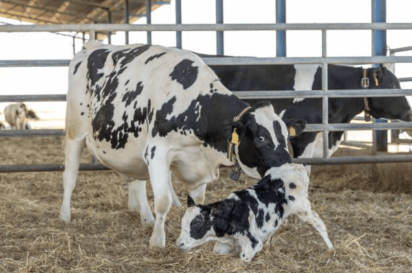dairy cow calving