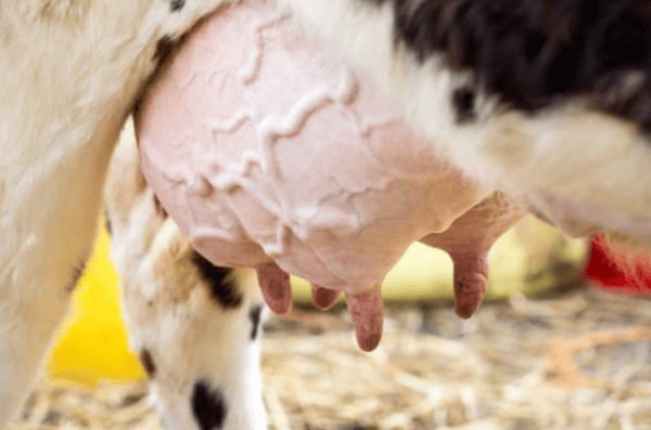 dairy cow lactation
