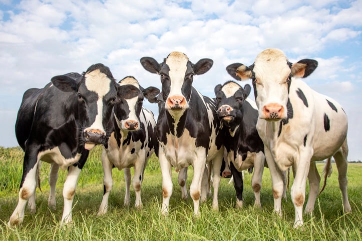 dairy-cow-diseases-1
