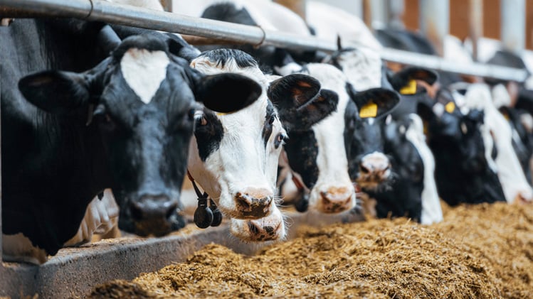 dairy-cow-diseases-2