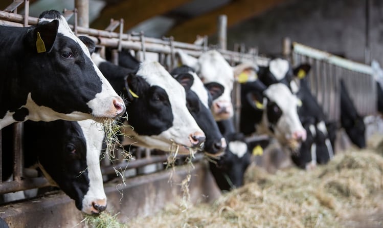 dairy-farming