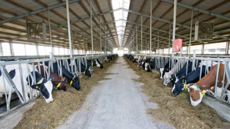 Establo con vacas de leche recién desinfectado para controlar vectores que trasmiten la Dermatosis Nodular Contagiosa. 