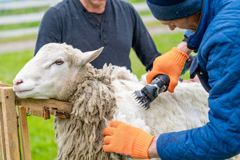 el esquileo de una oveja supone todavía un trabajo físico exigente en las granjas