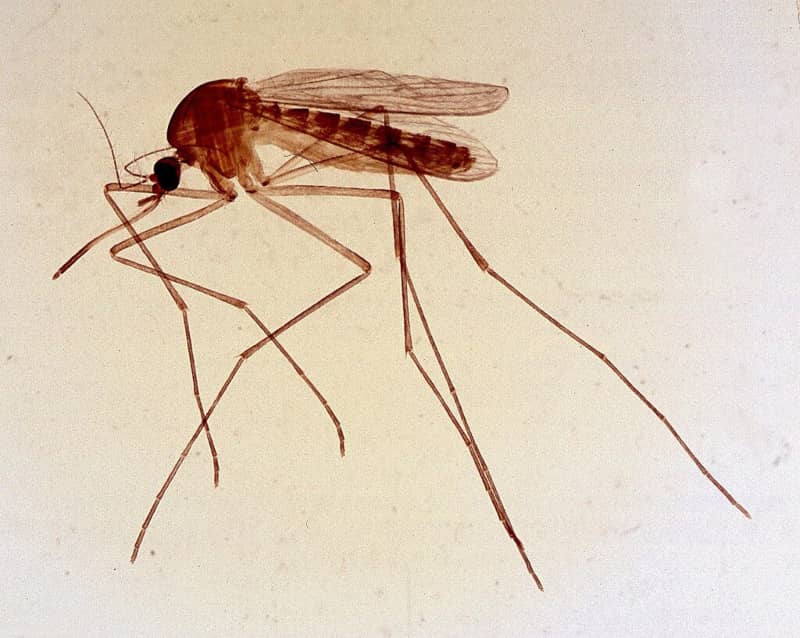 las hembras de los mosquitos culicoides son hematófagas y transmiten la enfermedad hemorrágica epizoótica en los rumiantes.