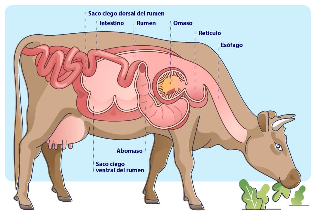 Anatomía de los estómagos de la vaca