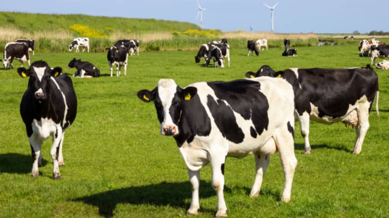 explotación ganadera