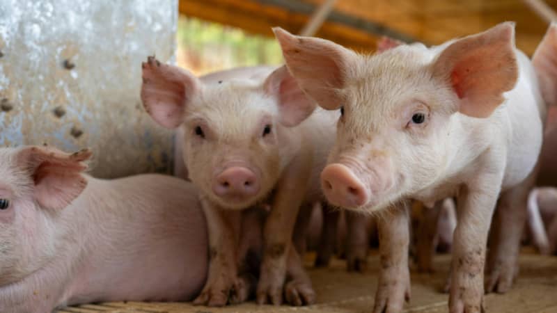 explotación ganadera