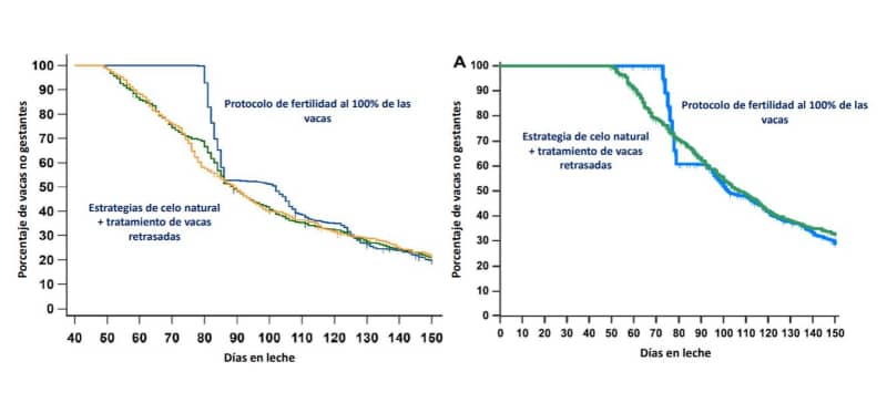 fig 2-inseminación postparto vacas