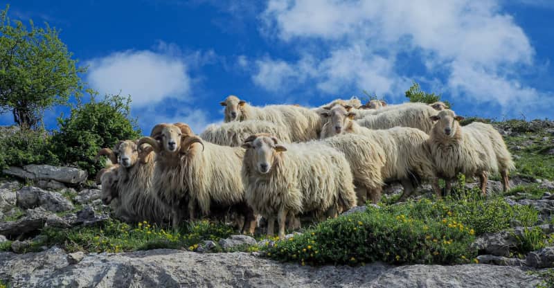 La oveja Latxa es un ejemplo de ganadería mixta, produce corderos lechales y leche para quesos.