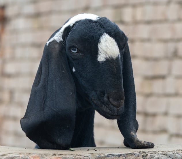 goat-breeds-6