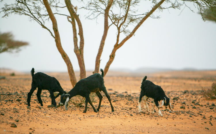 goat-milk-production-3