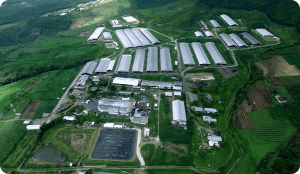 greenfields farm global dairy production