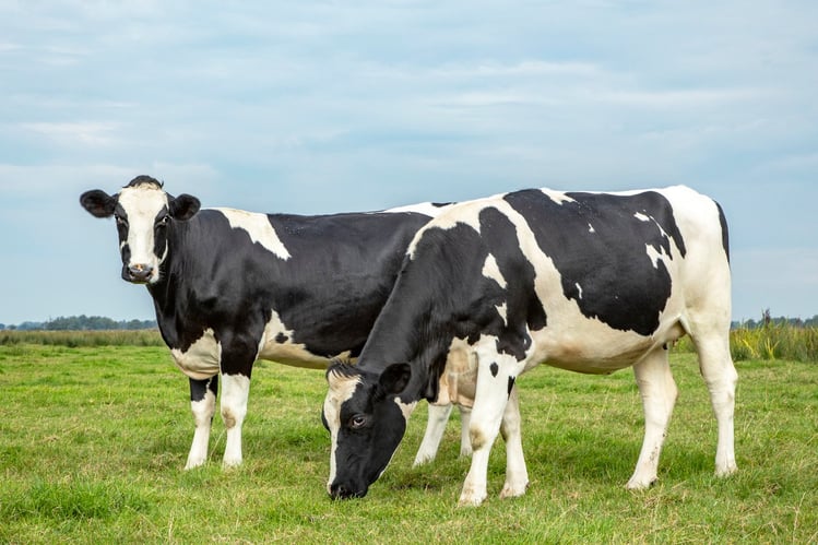 dairy cow breeds