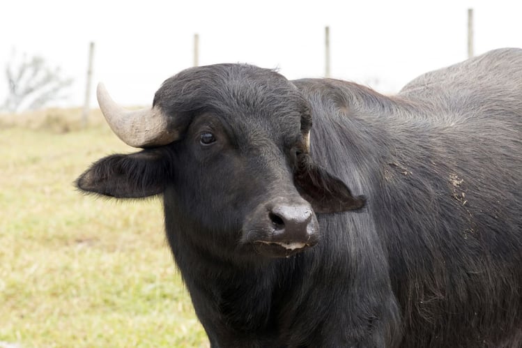 cows and buffaloes