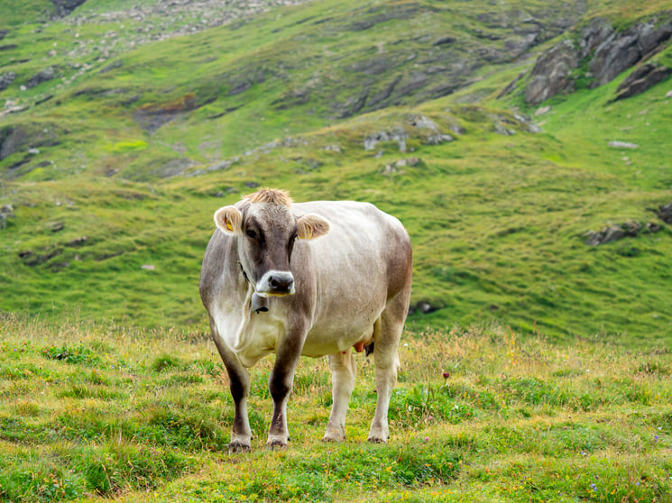 dairy cow breeds 4