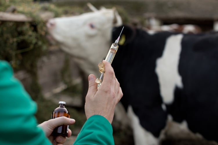 veterinario tratando a una vaca con un medicamento