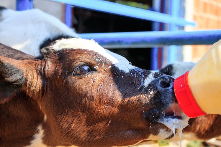 cryptosporidiosis in calves 4