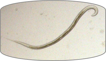  haemonchus contortus 4