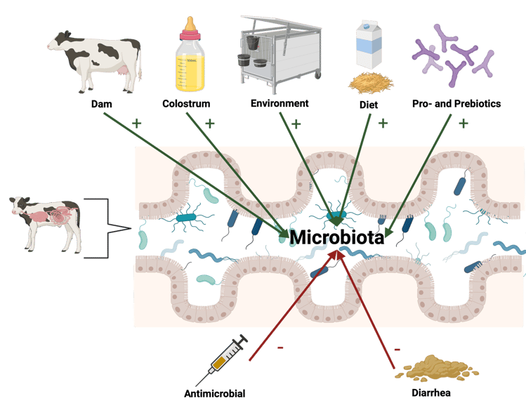 dairy-calf