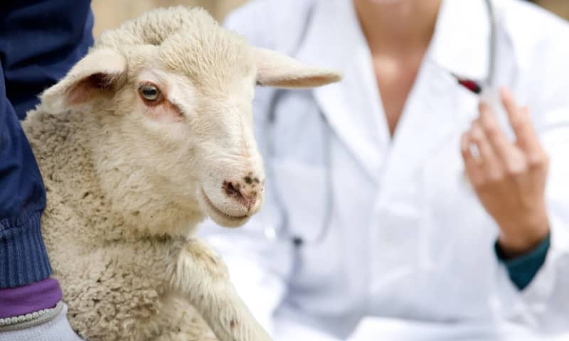 inseminación artificial ovejas