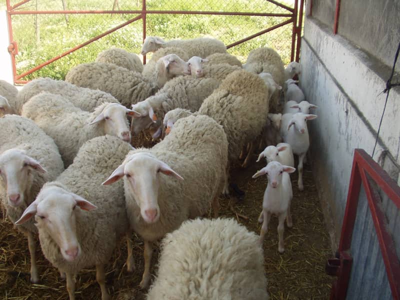 inseminacion-artificial-ovejas-01