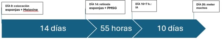 inseminacion-artificial-ovejas-grafico-1