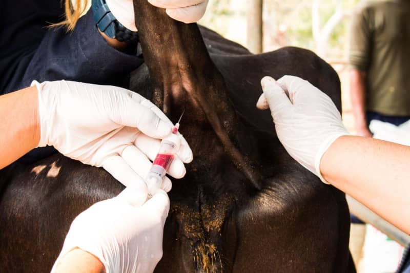 Toma de sangre de una vaca para analizar en un laboratorio veterinario