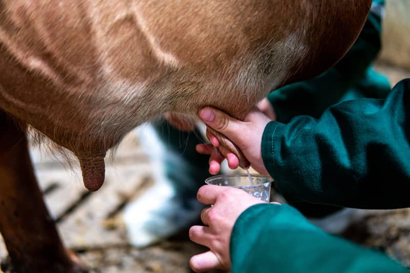 mastitis vacas