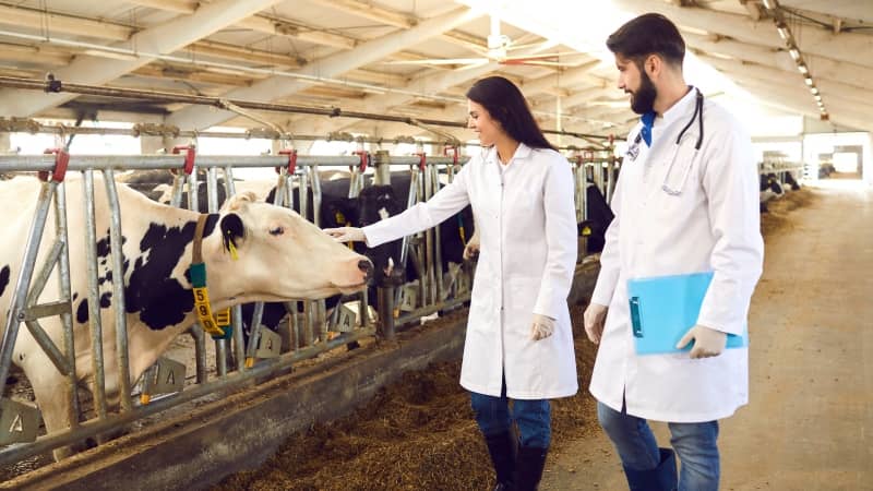 Interior de establo con dos veterinarios —una mujer y un hombre— con bata blanca y guantes inspeccionando vacas Holstein en comederos; la veterinaria extiende la mano para tocar el morro de una vaca etiquetada con crotal amarillo.