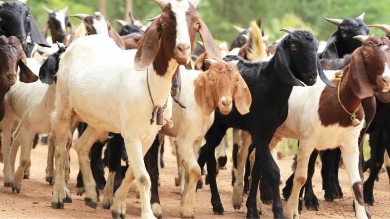 Rebaño de cabras multicolores en camino rural, representando ganadería caprina con enfoque en salud animal y medicina preventiva. 