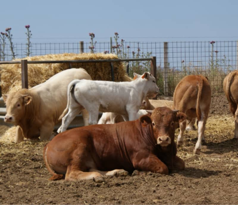 mercado de carne