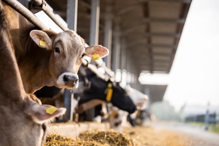 milk prices in the eu