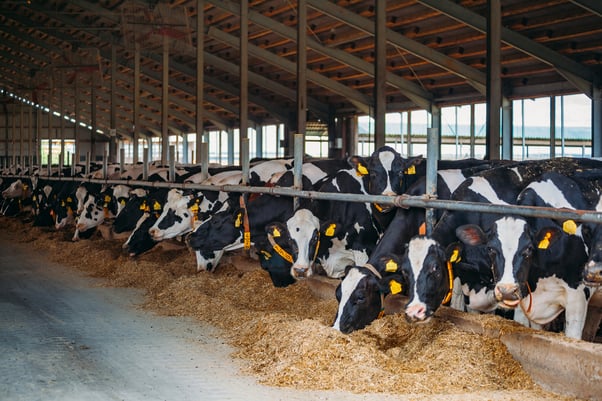 milk production music