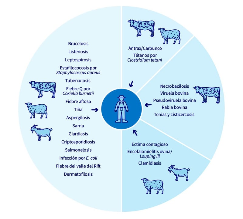 Diagrama de las enfermedades zoonóticas de los rumiantes domésticos