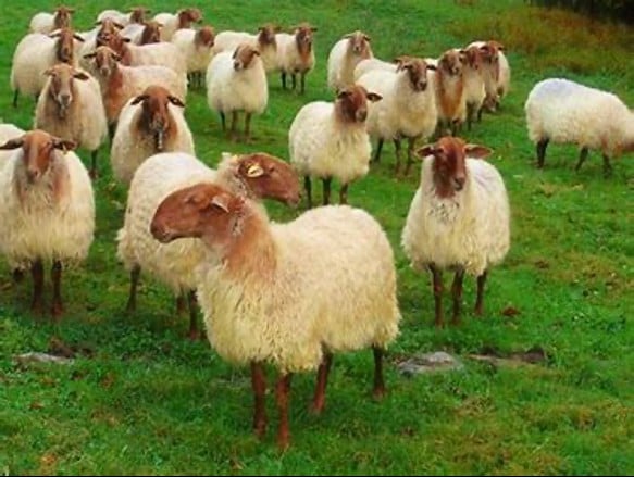 La oveja carranzana, una protagonista del