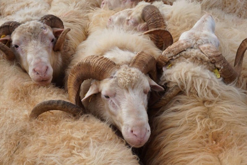 Machos de oveja raza Mallorquina con cuernos.