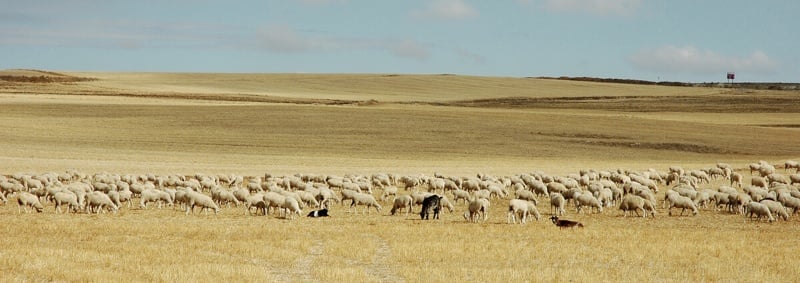 Rebaño de ovejas Manchegas pastando rastrojos.