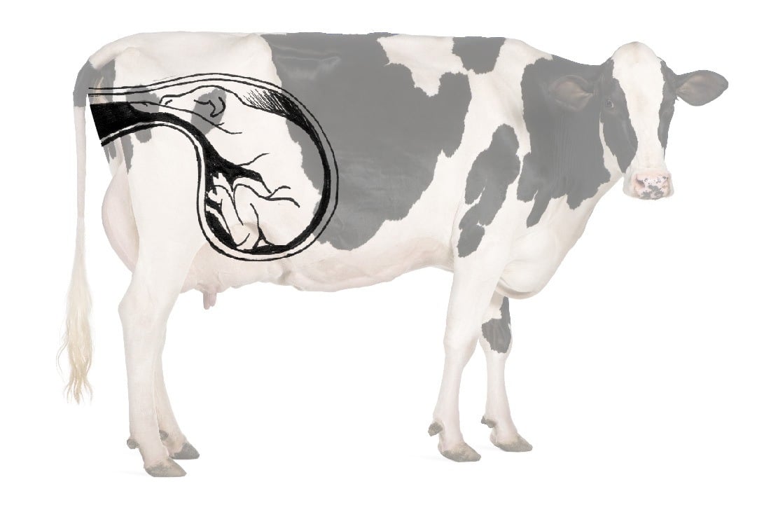 Posición idónea del feto en el útero antes del parto de una vaca