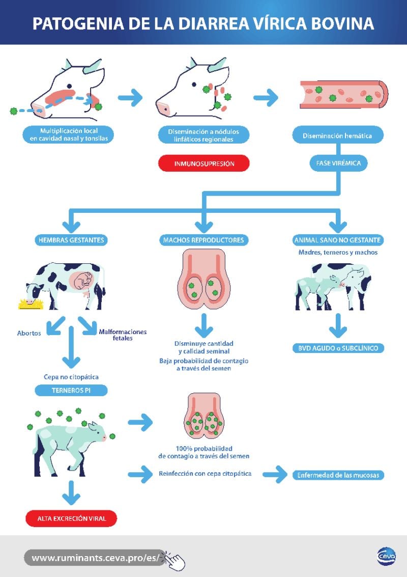 Infografía patogenia de la diarrea vírica bovina