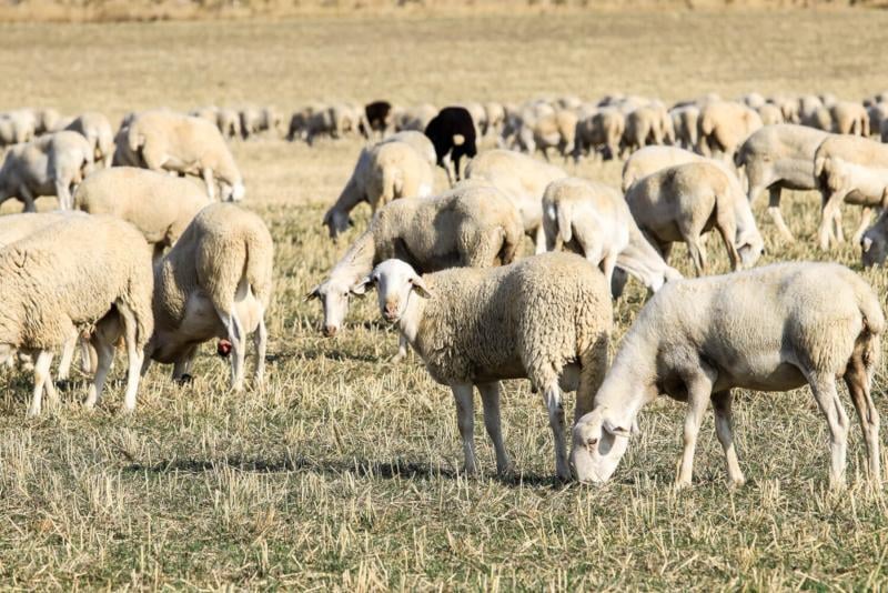 los suelos áridos y secos perjudican la supervivencia de bacterias causantes de pedero ovino.