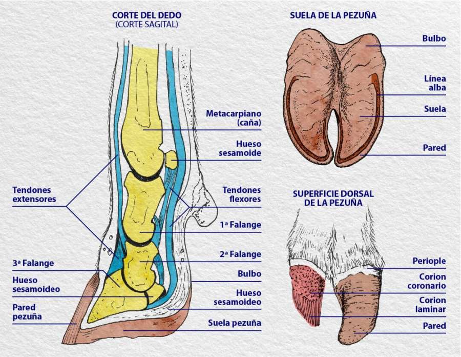 partes de las pezuñas de un vaca