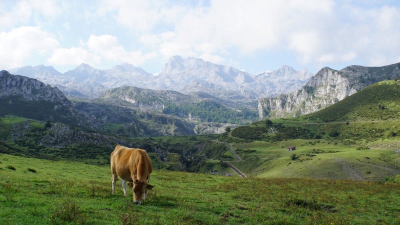 vaca pastando por donde debe circular un rebaño